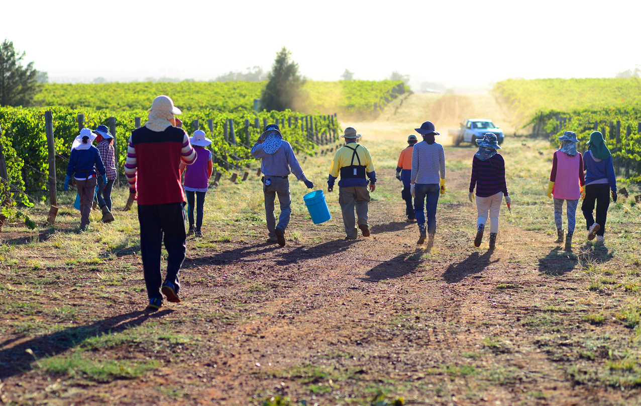 Vineyard workers in the vineyard